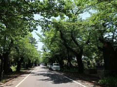 谷中といったら著名人のお墓もある広大な敷地の谷中霊園。

緑が多く、5月なのに夏日だったこの日はこの並木に入ると涼しく感じます。



