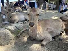 奈良公園