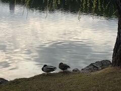 大濠公園はカモがいました。冬だともっとたくさんいるんでしょうね。静かで気持ちいい場所でした。