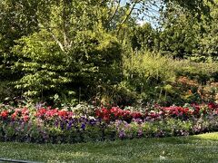 お花好きな母の為に、娘がイングリッシュガーデン見に行こうと、急遽予定に組み込んでくれた。
「クイーン・メアリーズ・ローズ・ガーデン」をお散歩しました♪