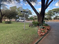 朝、聞きなれない鳴き声での目覚め
朝食後7:30集合
早速ホテル前でイボイノシシと遭遇
そういえば昨日ヴィクトリアフォールズからホテルに帰るとき
シマウマに出会った
添乗員さん曰く
「チョベのサファリでもシマウマに出会う確率は少ないのに珍しい。」と