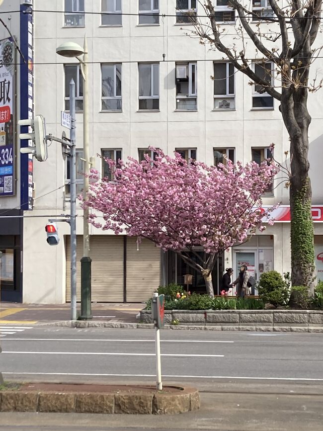 集合場所の札幌東急REIホテル前の桜は満開でした。