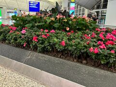 アザレアが咲き誇っていました♪