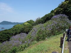 到着。
絶景。
ジャカランダの花いっぱい。
