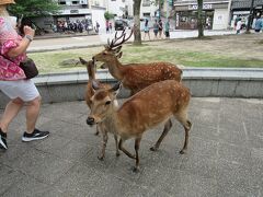 【宮島】

鹿が食べ物を持ってる人の後を追いかけます。
私も帰り道に彼らに牡蠣カレーパンを狙われました。