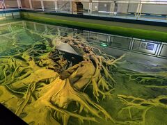 魚津埋没林博物館