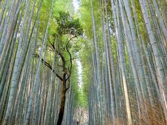 竹林の小径です。朝早いにもかかわらず、竹林の小径は人で溢れていました。インバウンドの人が多かったですね。
来た道を戻ります。