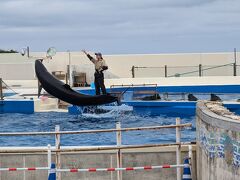何回も来ている美ら海水族館。

オキちゃん劇場が施設修繕のために閉鎖されており、
隣の小さいイルカラグーンでショーがありました。