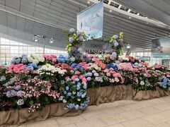 6月らしいアジサイ
羽田の季節感を感じるディスプレイも復活しましたね

ヨーロッパに行くのに機内持ち込みだけで行くので、カウンターには寄らず、セキュリティチェックへ
フランクフルト～プラハの別切りチケットは、預けると運賃が上がるので　欧米のエアラインの国内や近距離国際線はLCCのような運賃システムなのですよ　ANAもそうなるらしいですね