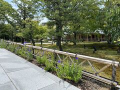 ホテルからはタクシー移動。暑いので無理はせず。
ここも桔梗が咲いてます～