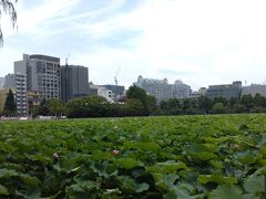 都会の中の大きな公園って、癒されますよね