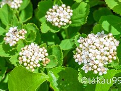 岩木山（日本百名山）

マルバシモツケ（丸葉下野、学名：Spiraea betulifolia）