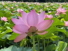 堀沿いを歩く。