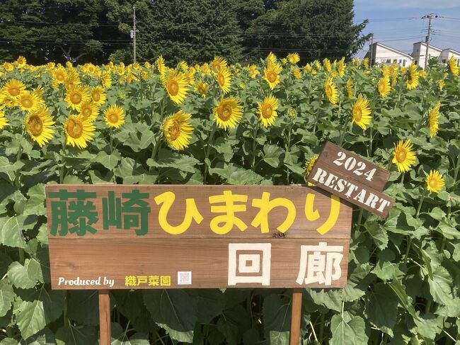 真夏を感じた！場所を変えて復活した藤崎ひまわり回廊に行って来ました／その藤崎ひまわり回廊の立地場所と行き方。』船橋・習志野(千葉県)の旅行記・ブログ  by てくてくさん【フォートラベル】