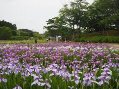 多賀城跡あやめ園