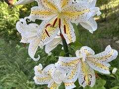 到着が12時近くになってしまったので、バスの中でランチはすませ、ゴンドラ乗り場へ。まだ下界は蒸し暑いです。早く高所に行きたい！
ゴンドラ山麓駅のところにもう色々なお花が。