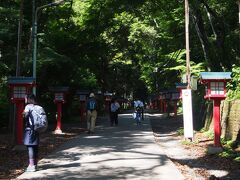 高尾山の杉並木