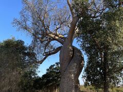 20分ほどで愛し合うバオバブに到着。