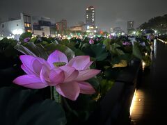 千秋公園大手門の堀遊歩道を夜散歩