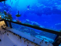 しかし買い物にはあまり関心も余裕もなく、世界最大の水族館へ直行です。水槽のアクリルパネルは日本製だそうで。