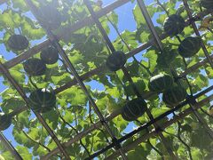写真は撮り損ねましたが、はっさく屋に行ってはっさく大福をお土産に購入


大満足の近場、日帰り旅でした