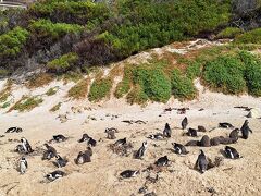 反対側の砂浜を見ると、営巣地で多くの親子ペンギンが砂浜に巣を作っているのが見えました。