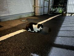 ホテルに戻ってきました。
この子は駐車場の水溜まりの水を飲んでいた猫ちゃん。