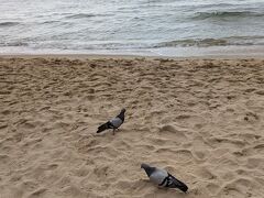 海岸にはカモメではなく鳩がいっぱい。
