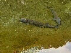 なんだかでかい魚がいる