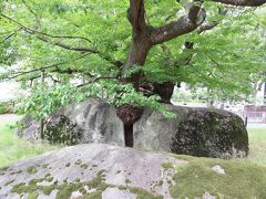 石割桜、岩の割れ目に偶然生えたそうです、すごい
花の季節はもっとすごいのでしょうね