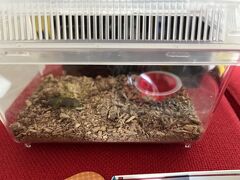 観光案内所でやったガチャではミヤマ・ヒラタなどありましたが当たったのはコクワつがい・・はずれやん
水着など大荷物を聞いたら無料で預かってもらえたので有り難い、コクワも
