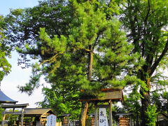 阿蘇神社 高砂の松