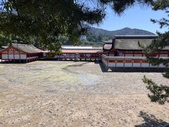 厳島神社。今回は中には入りませんでした。干潮時の神社。