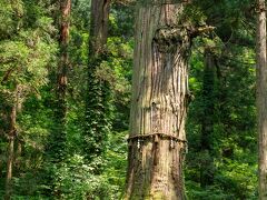 大木が見えたので行ってみる。

爺スギ
樹齢おおよそ1000年、天然記念物になっている。
