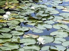 ハスの花が浮かぶいもり池.
ゆっくり１周します。