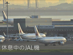 多分朝だから
駐機が見られるのかな？