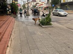 ホテルを出たら野犬に会いました