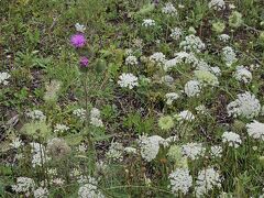 このお花がよく咲いていた。
ワイルドキャロット？