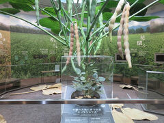 あずきミュージアム・・・小豆のこと　よくわかる　世界初の博物館

「御座候」のメーカーが運営　小豆をテーマにした　ミュージアム

入館料　1200円

入館証いただき　入室

1Fにて　小豆の学術的見解　2Fにて　小豆の意義　学習

小豆の奥深い世界　美しい映像とリアルな展示にて　体験

2Fには　美しい庭を眺めるレストラン

今回　紅白冷やしぜんざい（850円）　オーダー

小豆と白小豆が各々使用された　寒天と白玉入ったぜんざい

お漬物と温かい急須に入ったお茶と共に　いただきます

帰りには　ショップにて　焼きたての「御座候」イートイン

110円で　皮が薄くパリッと　小豆餡たっぷりに　出来立て実食

何となくあんこ食べたくなる　そんなミュージアム

