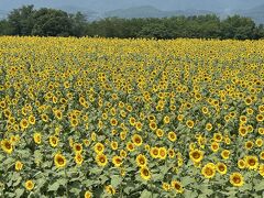 向日葵！
みんな、南を向いてる。
とても美しい。

いつか見たいと思っていた向日葵畑。
やっと見ることが出来て嬉しい。