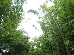 　参道の両側は青もみじと高く伸びた竹。地蔵院は別名「竹の寺」。