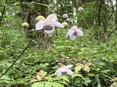 レンゲショウマの群生地