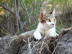 雲仙地獄にかわいい猫が何匹も住みついています。
小さめなスリムな猫ちゃんたちです。
