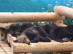 のぼりべつクマ牧場