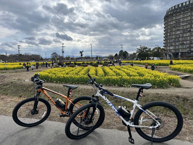 ２０２４年２月 ＭＴＢでビワイチ「南湖」約５０ｋｍ走破～！第１なぎさ公園～琵琶湖大橋～唐崎神社～来来亭～焼肉すだく＠ラックホテル大津石山』石山寺周辺(滋賀県)の旅行記・ブログ  by ひとぴちゃんさん【フォートラベル】