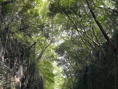 緑のトンネル