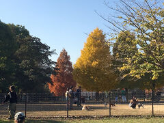 12月上旬、出身地の江東区にある、木場公園に行きました。
公園周辺のカフェのスタンプラリーが開催されていて、参加しました。
スタンプをコンプリートして、景品の引換えに公園内の施設へ。
