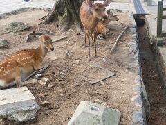 駅前からバスで奈良公園に来ました。鹿も暑そうです。