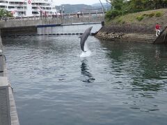 かごしま水族館

水族館脇の水路でイルカがショーの練習をしていました。
いつもいるみたいですね。