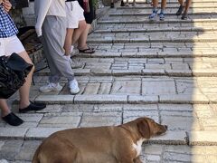 スターリ・モスト（橋）をわたる。太鼓橋です。

え？このお犬様は人通りを気にせず横になってます。